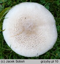 Agaricus moelleri (pieczarka szarołuskowa)