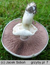 Agaricus moelleri (pieczarka szarołuskowa)