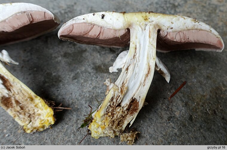 Agaricus moelleri (pieczarka szaroÅ‚uskowa)