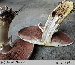 Agaricus moelleri (pieczarka szarołuskowa)