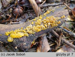 Dacrymyces lacrymalis