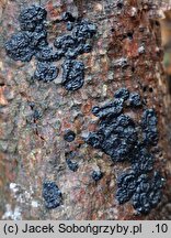 Exidia pithya (kisielnica smołowata)