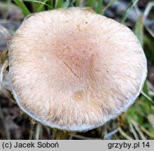 Cortinarius bivelus (zasłonak dwuosłonowy)