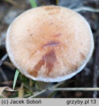 Cortinarius bivelus (zasłonak dwuosłonowy)