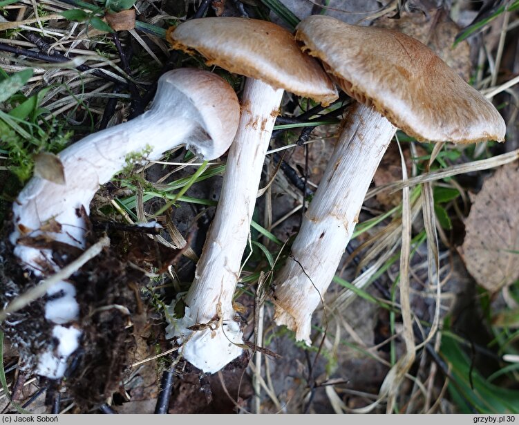 Cortinarius bivelus (zasłonak dwuosłonowy)