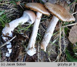 Cortinarius bivelus (zasłonak dwuosłonowy)