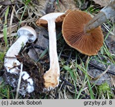 Cortinarius bivelus (zasłonak dwuosłonowy)