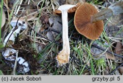 Cortinarius bivelus (zasłonak dwuosłonowy)