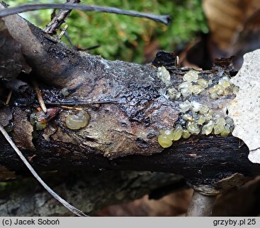 Dacrymyces minor (łzawnik drobnoowocnikowy)