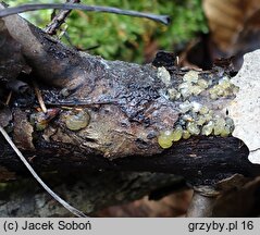 Dacrymyces minor (łzawnik drobnoowocnikowy)