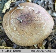 Phlegmacium balteatocumatile (zasłonak modrordzawy)