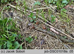 Psathyrella pseudocasca (kruchaweczka pniakowa)