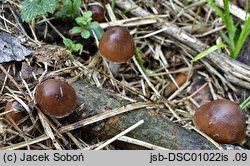 Psathyrella pseudocasca (kruchaweczka pniakowa)