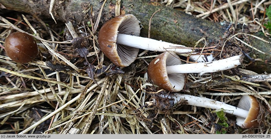 Psathyrella pseudocasca (kruchaweczka pniakowa)