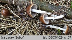 Psathyrella pseudocasca (kruchaweczka pniakowa)