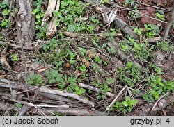 Psathyrella obtusata (kruchaweczka białotrzonowa)