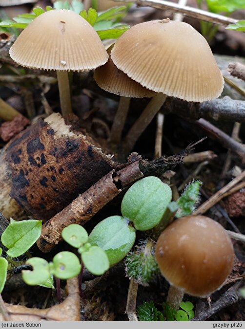 Psathyrella obtusata (kruchaweczka białotrzonowa)