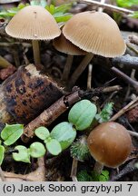 Psathyrella obtusata (kruchaweczka białotrzonowa)