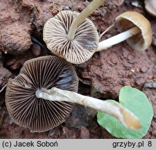 Psathyrella obtusata (kruchaweczka białotrzonowa)