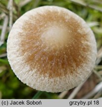 Psathyrella rubiginosa