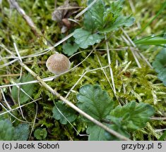 Psathyrella rubiginosa