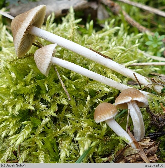 Psathyrella rubiginosa