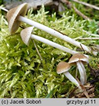 Psathyrella rubiginosa