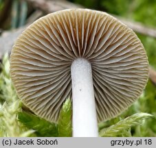 Psathyrella rubiginosa