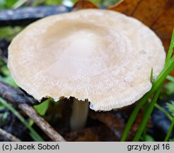 Psathyrella fatua (kruchaweczka blada)