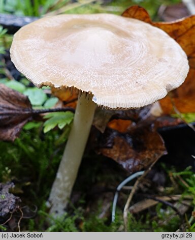 Psathyrella fatua (kruchaweczka blada)