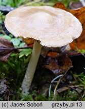 Psathyrella fatua (kruchaweczka blada)