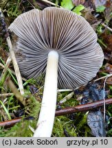 Psathyrella fatua (kruchaweczka blada)