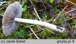 Psathyrella fatua (kruchaweczka blada)