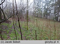 Psathyrella fatua (kruchaweczka blada)