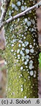 Tremella globispora (trzęsak kulistozarodnikowy)