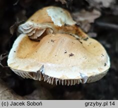 Cortinarius triumphans (zasłonak żółtozłoty)