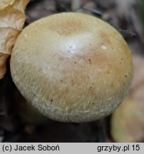 Cortinarius triumphans (zasłonak żółtozłoty)