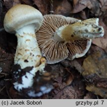 Cortinarius triumphans (zasłonak żółtozłoty)