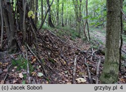 Cortinarius triumphans (zasłonak żółtozłoty)