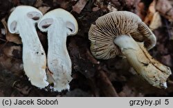 Cortinarius triumphans (zasłonak żółtozłoty)