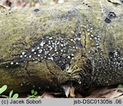 Naohidea sebacea (lepniczka grzybolubna)