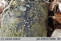 Naohidea sebacea (lepniczka grzybolubna)