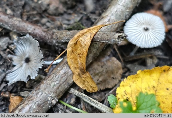 Coprinopsis krieglsteineri