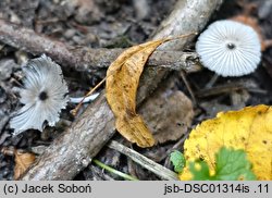 Coprinopsis krieglsteineri