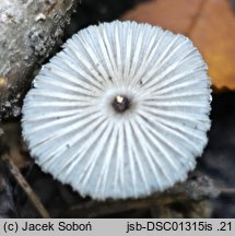 Coprinopsis krieglsteineri