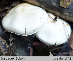 Lepiota boudieri (czubajeczka brązowożółta)