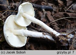 Lepiota boudieri (czubajeczka brązowożółta)