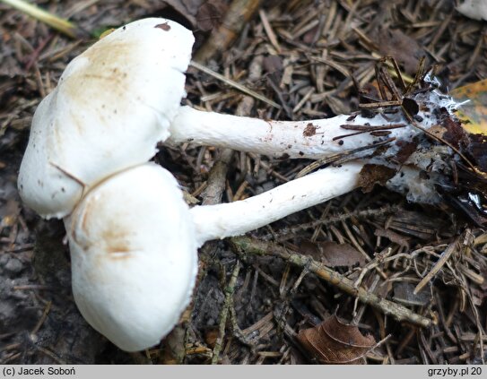 Lepiota boudieri (czubajeczka brązowożółta)