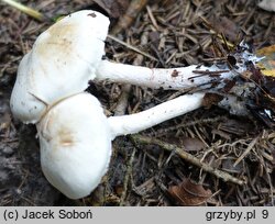 Lepiota boudieri (czubajeczka brązowożółta)