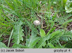 Parasola schroeteri (czernidłak bruzdkowany)